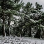 Έντονη χιονόπτωση στο Οροπέδιο Λασιθίου – Αναγκαστική η χρήση αντιολισθητικών αλυσίδων