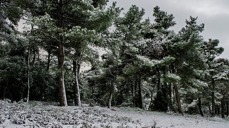 Έντονη χιονόπτωση στο Οροπέδιο Λασιθίου – Αναγκαστική η χρήση αντιολισθητικών αλυσίδων