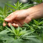 Θεσσαλονίκη: Συνελήφθησαν πατέρας και γιος για καλλιέργεια κάνναβης