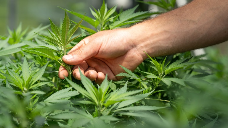 Θεσσαλονίκη: Συνελήφθησαν πατέρας και γιος για καλλιέργεια κάνναβης