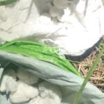 Αχαΐα: Ναρκωτικά αξίας 210.000 ευρώ θαμμένα σε βαρέλι – Δύο συλλήψεις