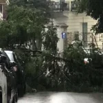 Πάτρα: Πτώση δένδρου, κατέληξε σε αυτοκίνητο και δίκυκλο – ΦΩΤΟ