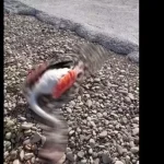 Μεσολόγγι: Τραγικό θάνατο βρήκαν δεκάδες φλαμίνγκο