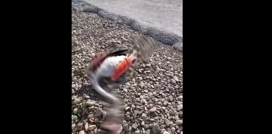 Μεσολόγγι: Τραγικό θάνατο βρήκαν δεκάδες φλαμίνγκο