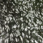 Πάτρα: Δέσμευσαν αλιευτικό σκάφος με ψόφιες σαρδέλες! ΦΩΤΟ