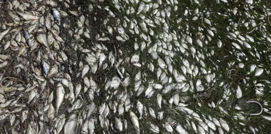 Πάτρα: Δέσμευσαν αλιευτικό σκάφος με ψόφιες σαρδέλες! ΦΩΤΟ