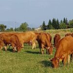 Παγκόσμια κρίση στην παραγωγή βοδινού κρέατος