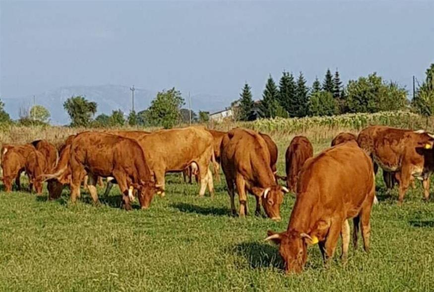 Παγκόσμια κρίση στην παραγωγή βοδινού κρέατος