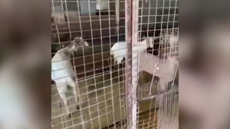 Διατηρούσε κατσίκες και κοτέτσι στον 16ο όροφο πολυκατοικίας στους Αμπελόκηπους